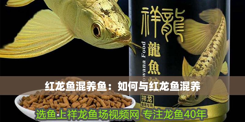 紅龍魚混養(yǎng)魚:如何與紅龍魚混養(yǎng) 紅龍魚百科 第1張 紅龍魚混養(yǎng)魚:如何與紅龍魚混養(yǎng) 紅龍魚混養(yǎng)魚:如何與紅龍魚混養(yǎng) 紅龍魚百科 第1張
