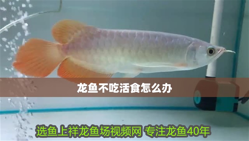 龍魚不吃活食怎么辦