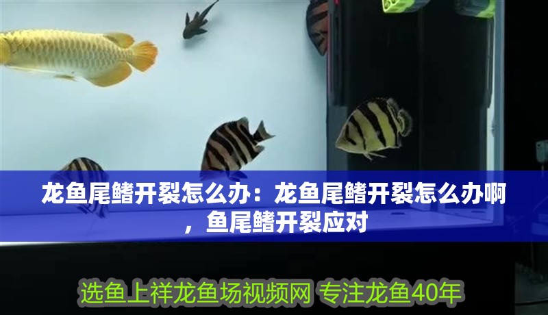 龍魚尾鰭開裂怎么辦：龍魚尾鰭開裂怎么辦啊，魚尾鰭開裂應對 龍魚尾鰭開裂怎么辦：龍魚尾鰭開裂怎么辦啊，魚尾鰭開裂應對 水族問答