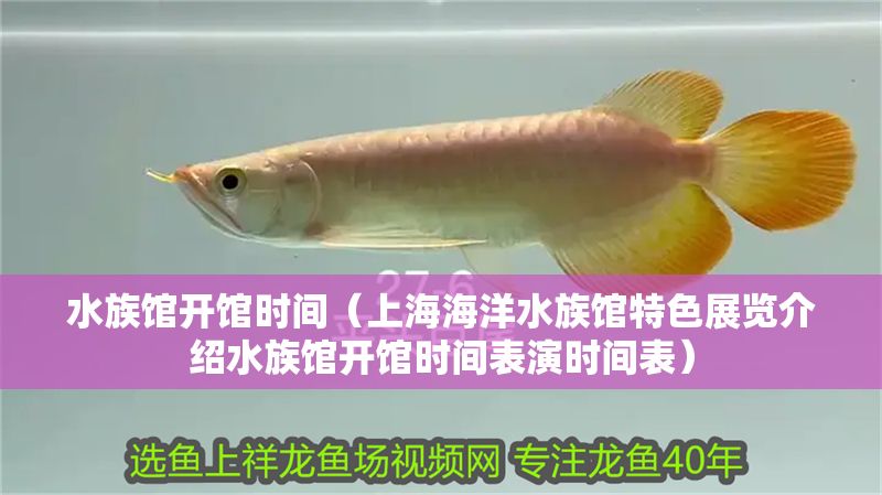水族館開(kāi)館時(shí)間（上海海洋水族館特色展覽介紹水族館開(kāi)館時(shí)間表演時(shí)間表）