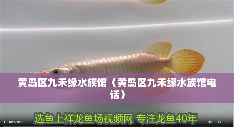 黃島區九禾緣水族館（黃島區九禾緣水族館電話）