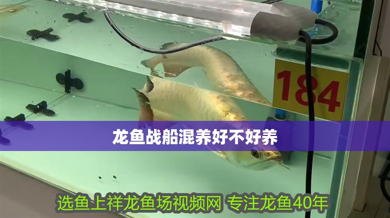龍魚戰(zhàn)船混養(yǎng)好不好養(yǎng)