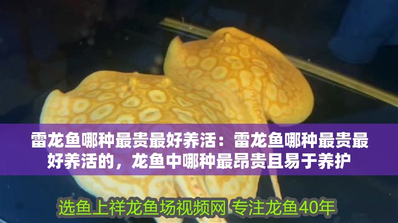雷龍魚哪種最貴最好養(yǎng)活：雷龍魚哪種最貴最好養(yǎng)活的，龍魚中哪種最昂貴且易于養(yǎng)護 雷龍魚哪種最貴最好養(yǎng)活：雷龍魚哪種最貴最好養(yǎng)活的，龍魚中哪種最昂貴且易于養(yǎng)護 水族問答