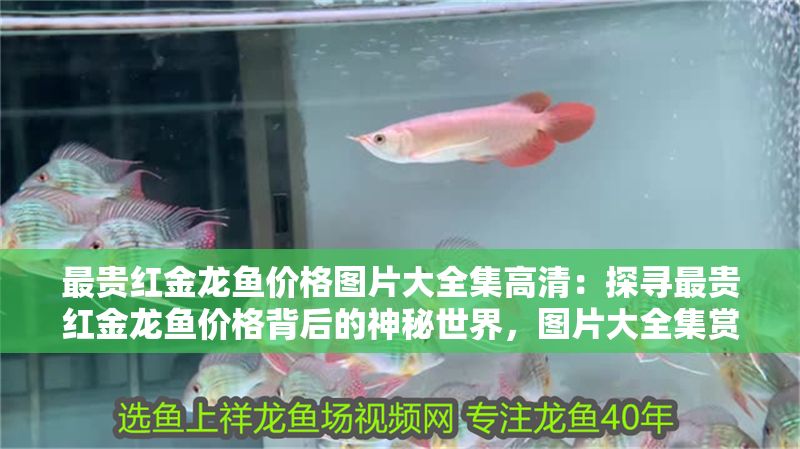 最貴紅金龍魚價格圖片大全集高清：探尋最貴紅金龍魚價格背后的神秘世界，圖片大全集賞析