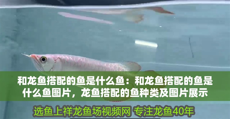 和龍魚搭配的魚是什么魚：和龍魚搭配的魚是什么魚圖片，龍魚搭配的魚種類及圖片展示 和龍魚搭配的魚是什么魚：和龍魚搭配的魚是什么魚圖片，龍魚搭配的魚種類及圖片展示 水族問答