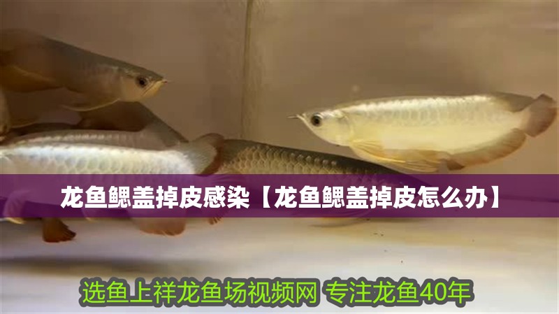 龍魚鰓蓋掉皮感染【龍魚鰓蓋掉皮怎么辦】