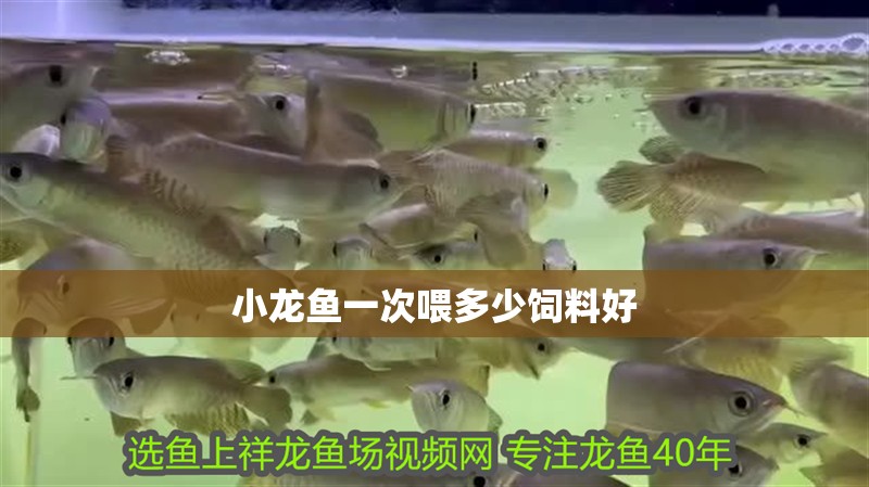 小龍魚一次喂多少飼料好 龍魚百科 第4張 小龍魚一次喂多少飼料好 小龍魚一次喂多少飼料好 龍魚百科 第4張