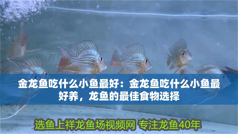 金龍魚吃什么小魚最好：金龍魚吃什么小魚最好養，龍魚的最佳食物選擇