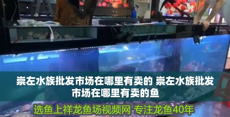 崇左水族批發市場在哪里有賣的 崇左水族批發市場在哪里有賣的魚