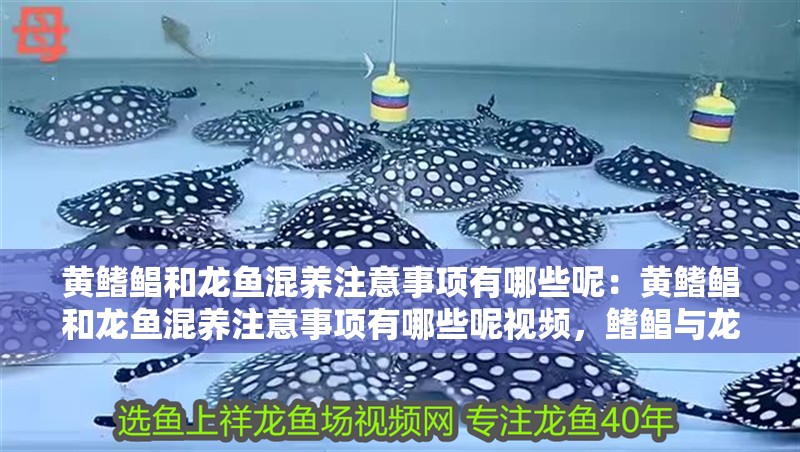 黃鰭鯧和龍魚混養注意事項有哪些呢：黃鰭鯧和龍魚混養注意事項有哪些呢視頻，鰭鯧與龍魚混養指南，