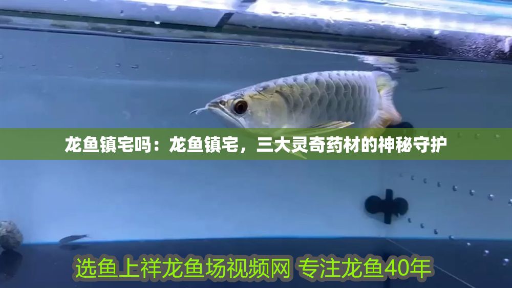 龍魚鎮宅嗎：龍魚鎮宅，三大靈奇藥材的神秘守護