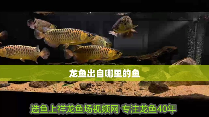 龍魚出自哪里的魚
