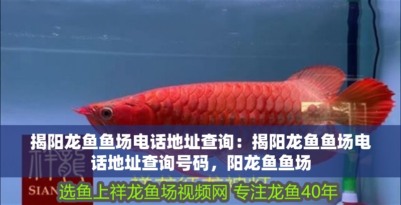揭陽龍魚魚場電話地址查詢：揭陽龍魚魚場電話地址查詢號碼，陽龍魚魚場