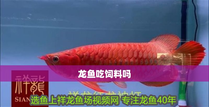 龍魚吃飼料嗎