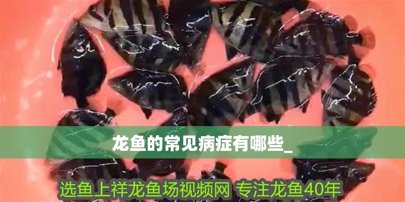 龍魚的常見病癥有哪些_