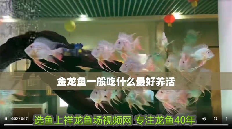 金龍魚一般吃什么最好養活