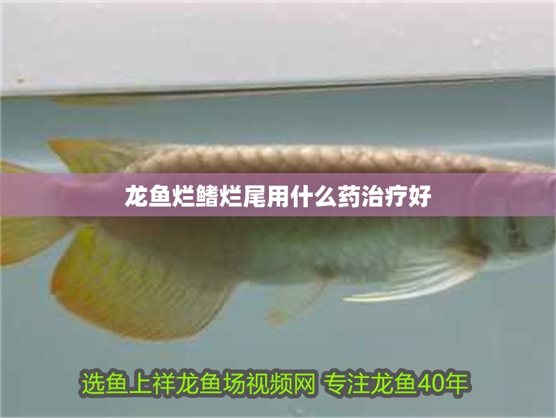 龍魚爛鰭爛尾用什么藥治療好