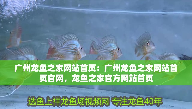 廣州龍魚之家網站首頁：廣州龍魚之家網站首頁官網，龍魚之家官方網站首頁
