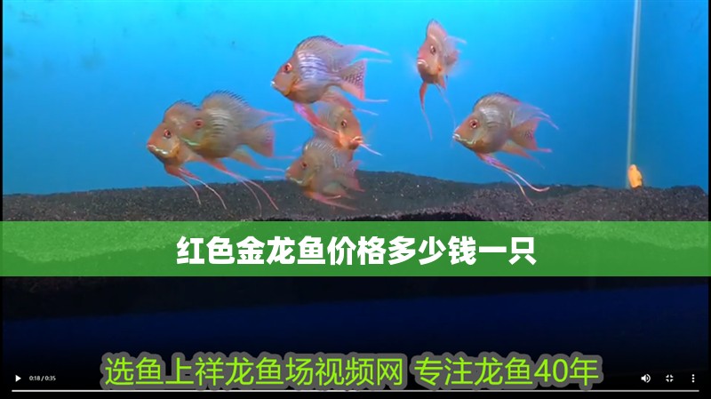 紅色金龍魚價格多少錢一只