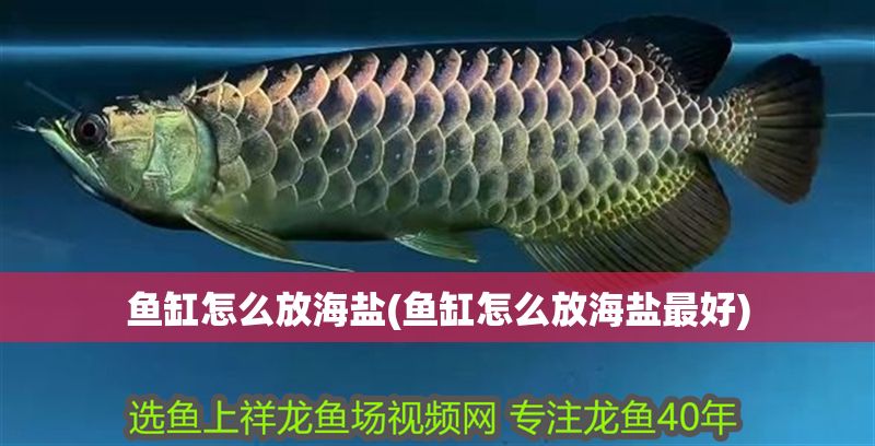 魚缸怎么放海鹽(魚缸怎么放海鹽最好)