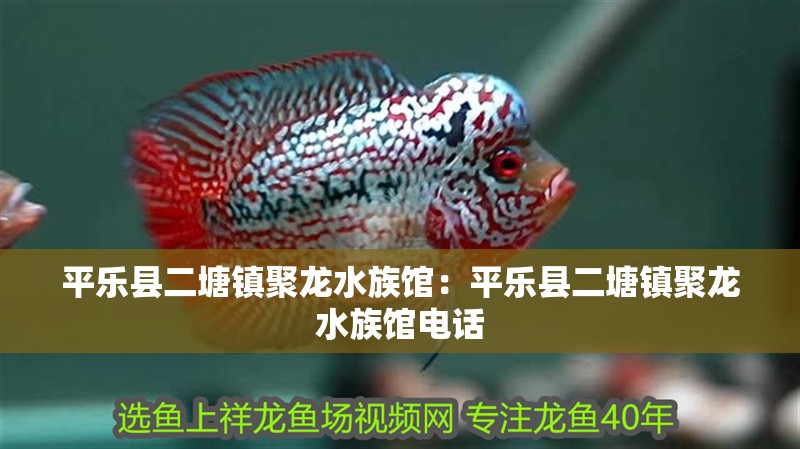 平樂縣二塘鎮聚龍水族館：平樂縣二塘鎮聚龍水族館電話