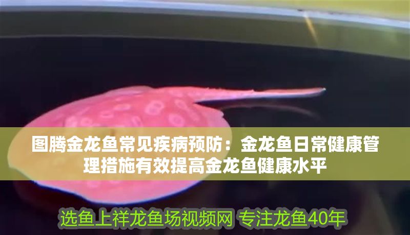 圖騰金龍魚常見疾病預(yù)防：金龍魚日常健康管理措施有效提高金龍魚健康水平