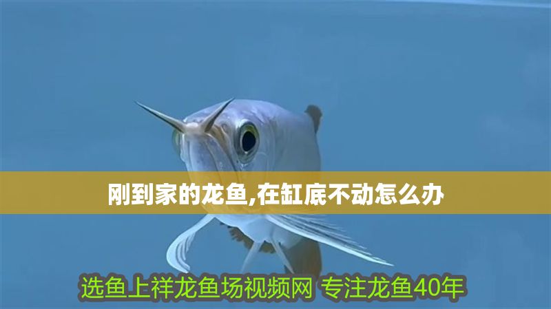 剛到家的龍魚,在缸底不動怎么辦