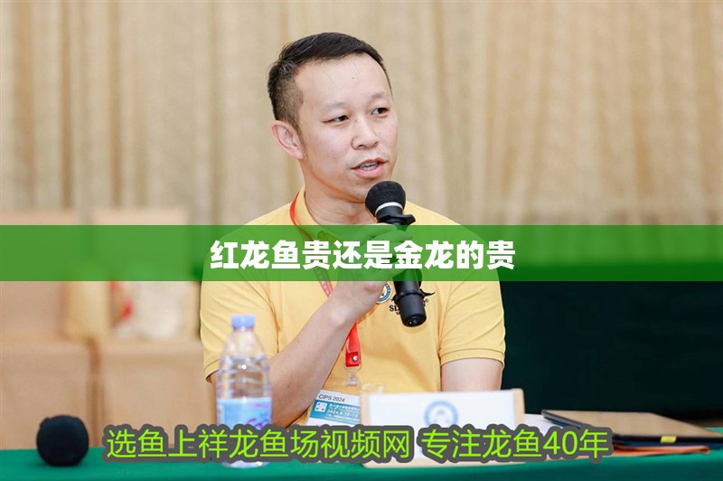 紅龍魚貴還是金龍的貴
