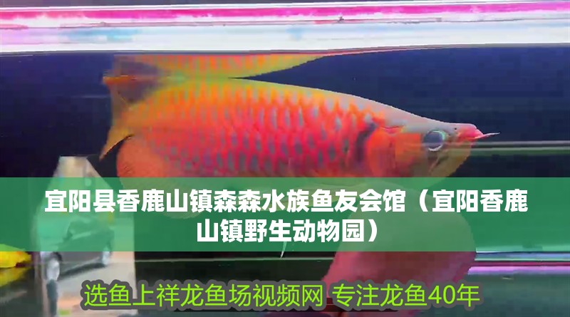 宜陽縣香鹿山鎮森森水族魚友會館（宜陽香鹿山鎮野生動物園）