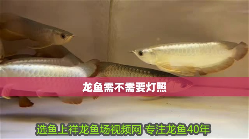 龍魚需不需要燈照