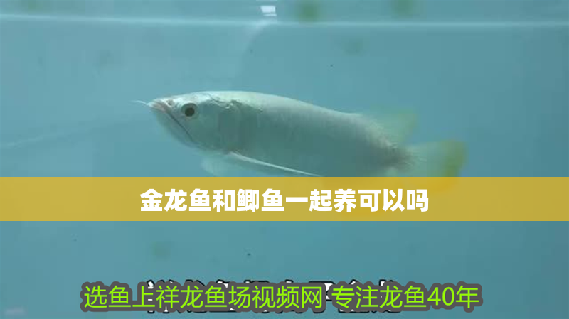 金龍魚(yú)和鯽魚(yú)一起養(yǎng)可以嗎