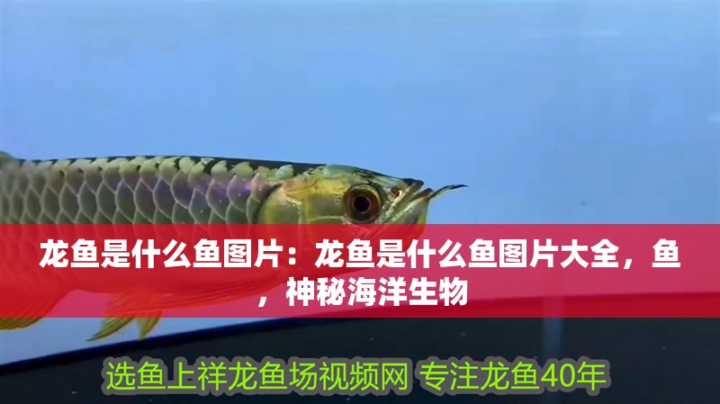 龍魚是什么魚圖片：龍魚是什么魚圖片大全，魚，神秘海洋生物