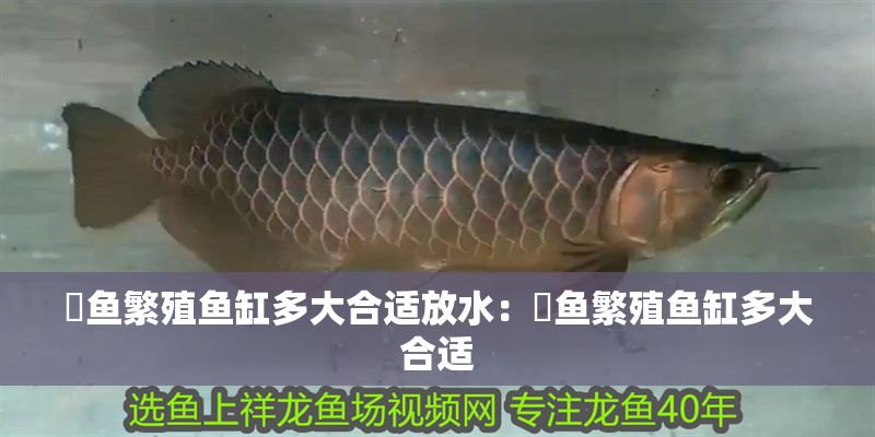 魟魚繁殖魚缸多大合適放水:魟魚繁殖魚缸多大合適 魟魚百科 第2張 魟魚繁殖魚缸多大合適放水:魟魚繁殖魚缸多大合適 魟魚繁殖魚缸多大合適放水:魟魚繁殖魚缸多大合適 魟魚百科 第2張