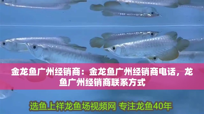 金龍魚廣州經銷商：金龍魚廣州經銷商電話，龍魚廣州經銷商聯系方式
