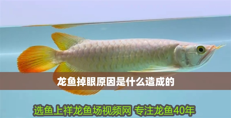 龍魚掉眼原因是什么造成的
