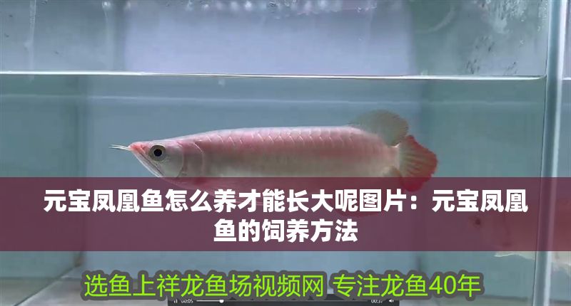 元寶鳳凰魚怎么養(yǎng)才能長(zhǎng)大呢圖片:元寶鳳凰魚的飼養(yǎng)方法 元寶鳳凰魚百科 第1張 元寶鳳凰魚怎么養(yǎng)才能長(zhǎng)大呢圖片:元寶鳳凰魚的飼養(yǎng)方法 元寶鳳凰魚怎么養(yǎng)才能長(zhǎng)大呢圖片:元寶鳳凰魚的飼養(yǎng)方法 元寶鳳凰魚百科 第1張
