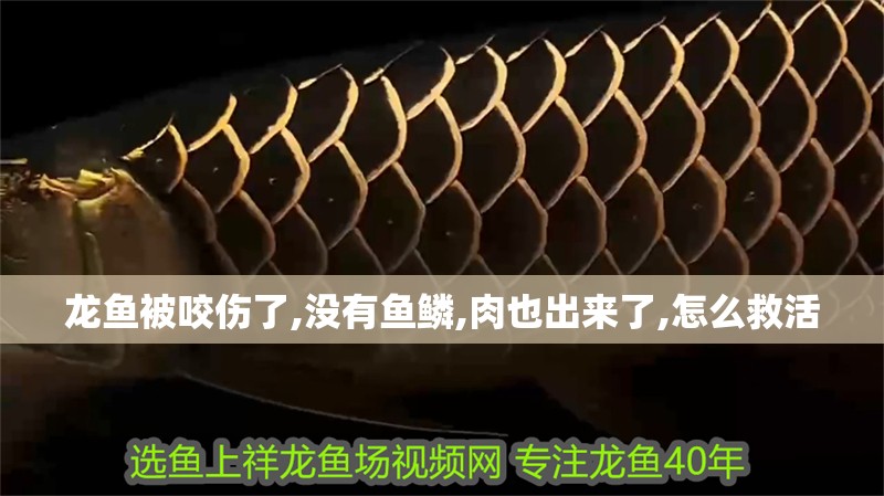 龍魚被咬傷了,沒有魚鱗,肉也出來了,怎么救活