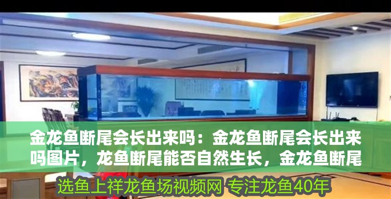 金龍魚斷尾會長出來嗎：金龍魚斷尾會長出來嗎圖片，龍魚斷尾能否自然生長，金龍魚斷尾后