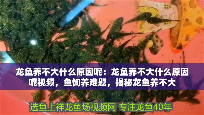龍魚養(yǎng)不大什么原因呢：龍魚養(yǎng)不大什么原因呢視頻，魚飼養(yǎng)難題，揭秘龍魚養(yǎng)不大