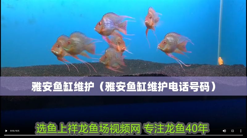 雅安魚缸維護（雅安魚缸維護電話號碼）