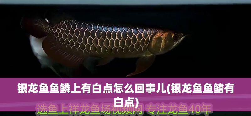銀龍魚魚鱗上有白點怎么回事兒(銀龍魚魚鰭有白點)