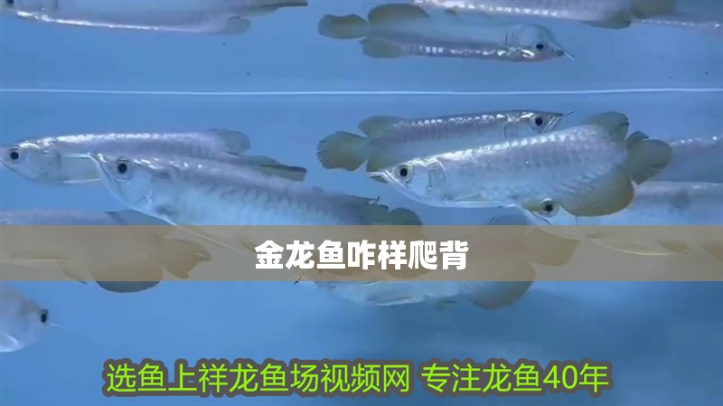 金龍魚咋樣爬背