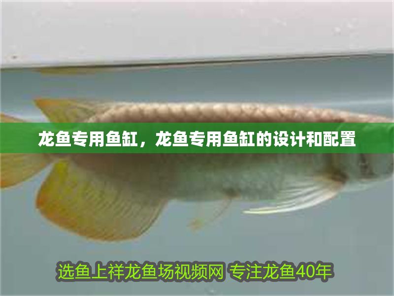 龍魚專用魚缸，龍魚專用魚缸的設計和配置