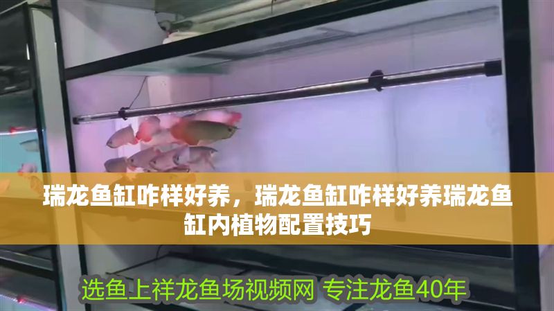 瑞龍魚缸咋樣好養,瑞龍魚缸咋樣好養瑞龍魚缸內植物配置技巧 魚缸百科 第2張 瑞龍魚缸咋樣好養,瑞龍魚缸咋樣好養瑞龍魚缸內植物配置技巧 瑞龍魚缸咋樣好養,瑞龍魚缸咋樣好養瑞龍魚缸內植物配置技巧 魚缸百科 第2張