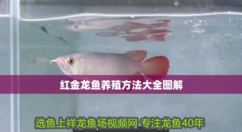 紅金龍魚養(yǎng)殖方法大全圖解