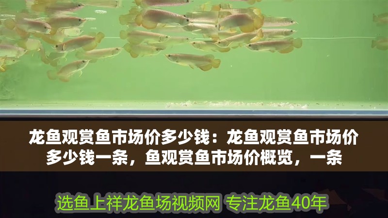 龍魚觀賞魚市場價多少錢：龍魚觀賞魚市場價多少錢一條，魚觀賞魚市場價概覽，一條