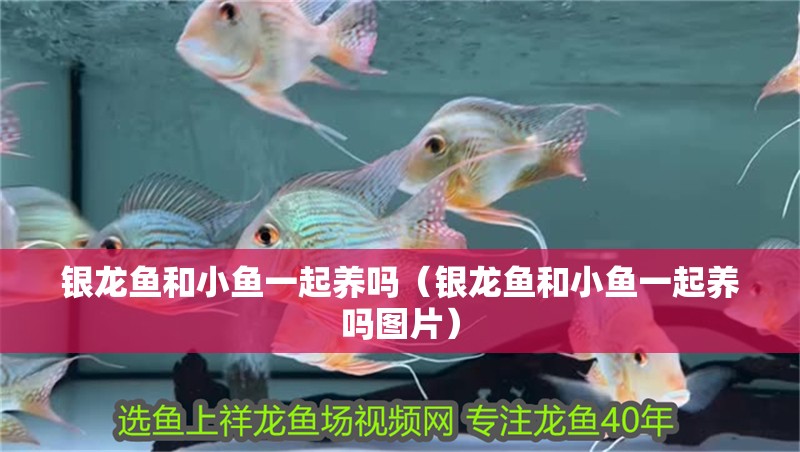銀龍魚和小魚一起養嗎（銀龍魚和小魚一起養嗎圖片）