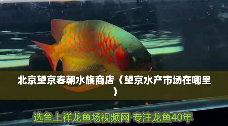 北京望京春朝水族商店（望京水產市場在哪里） 北京望京春朝水族商店（望京水產市場在哪里） 全國水族館企業名錄 第2張