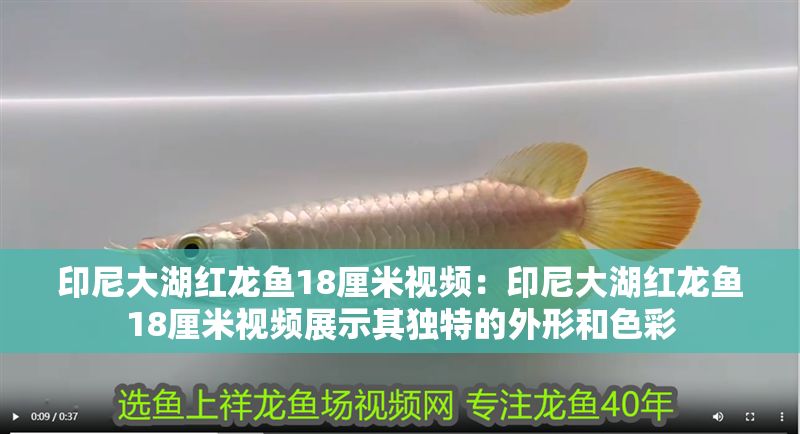 印尼大湖紅龍魚18厘米視頻：印尼大湖紅龍魚18厘米視頻展示其獨(dú)特的外形和色彩