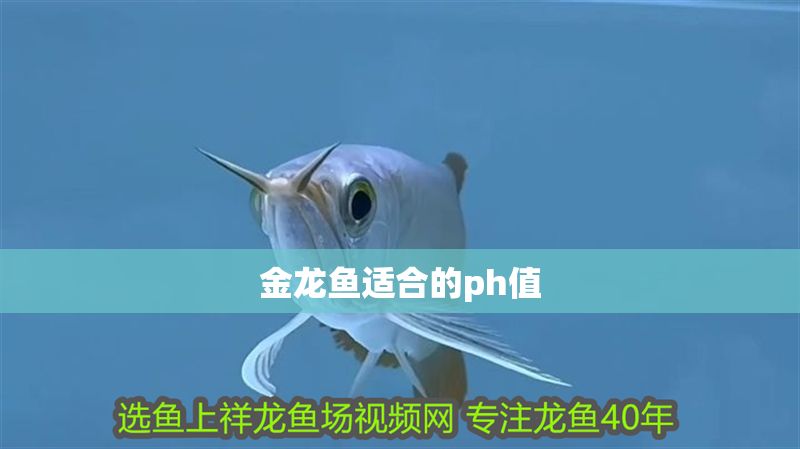 金龍魚適合的ph值 金龍魚適合的ph值 黃金貓魚百科 第2張
